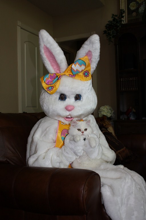 sugar and the easter bunny